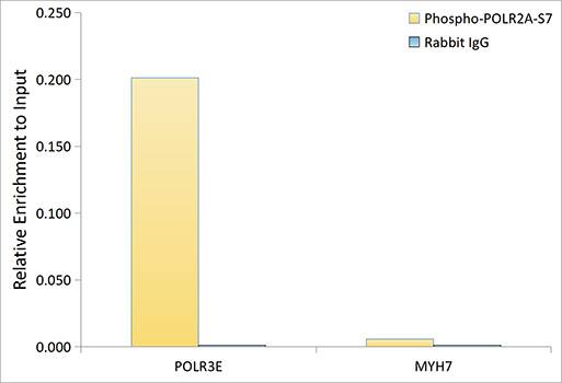 RNA Polymerase II/POLR2A [p Ser7] Antibody - Azide and BSA Free