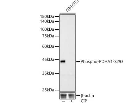Pyruvate Dehydrogenase E1-alpha subunit [p Ser293] Antibody (6E3J0)