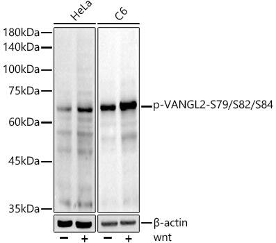 Vang-like Protein 2/VANGL2 [p Ser84, p Ser79, p Ser82] Antibody (6O6T6)