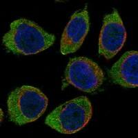 CD300a/LMIR1 Antibody - BSA Free Immunocytochemistry/ Immunofluorescence: CD300a/LMIR1 Antibody [NBP3-17815]