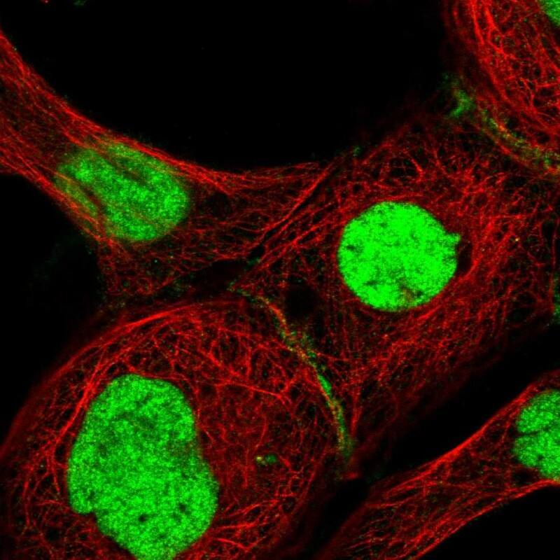 RAP74 Antibody - BSA Free Immunocytochemistry/ Immunofluorescence: RAP74 Antibody [NBP3-17974]