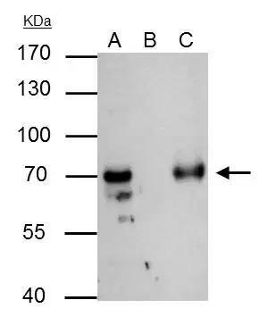 RAP74 Antibody
