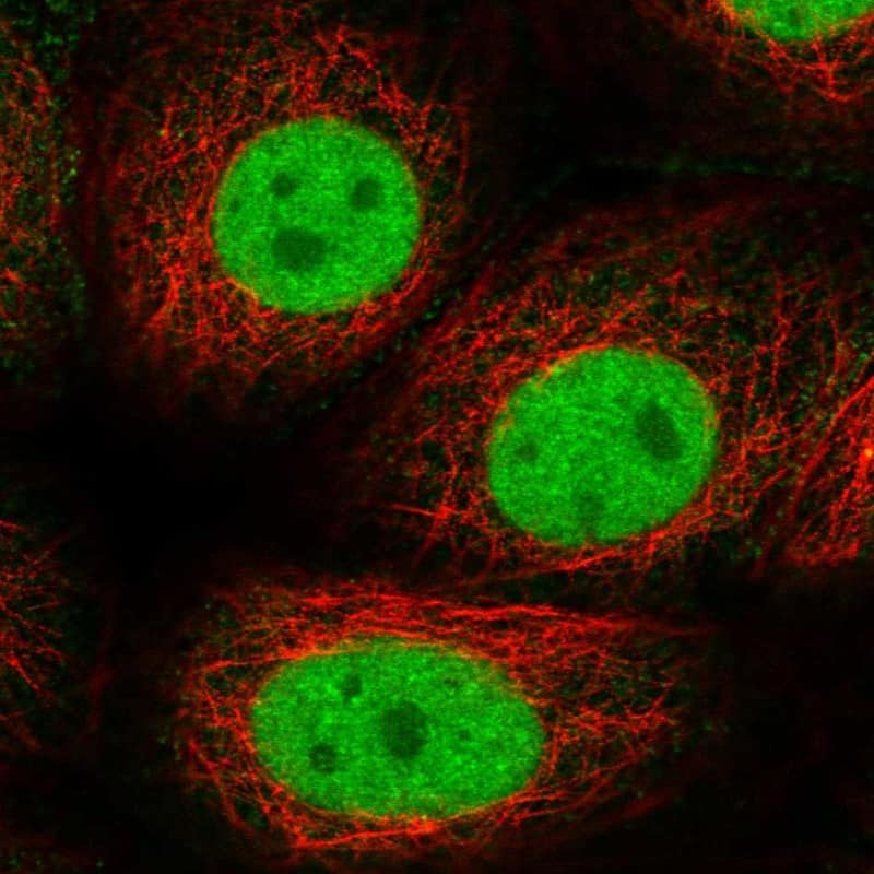RAP74 Antibody - BSA Free Immunocytochemistry/ Immunofluorescence: RAP74 Antibody [NBP3-17976]