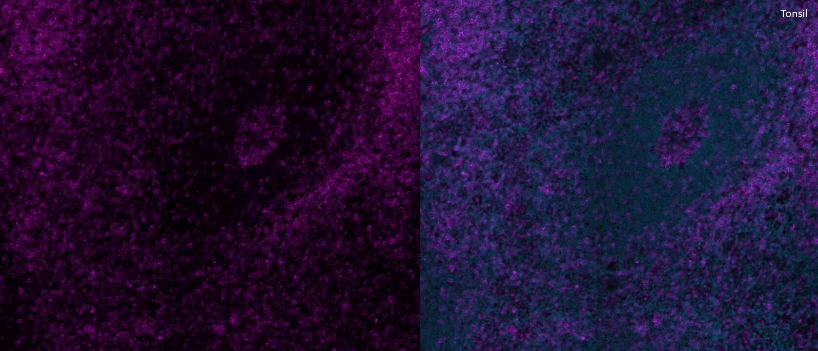 CD4 Antibody [Alexa Fluor® 647]