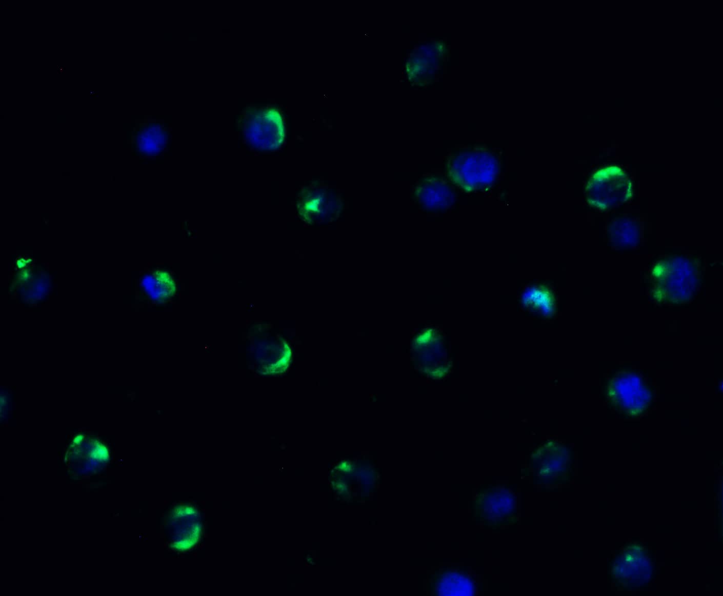 AMID Antibody - BSA Free
