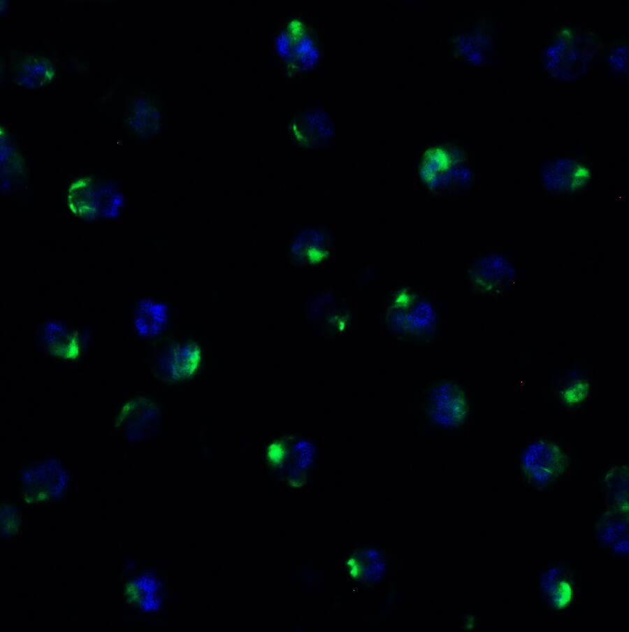 PEX10 Antibody - BSA Free