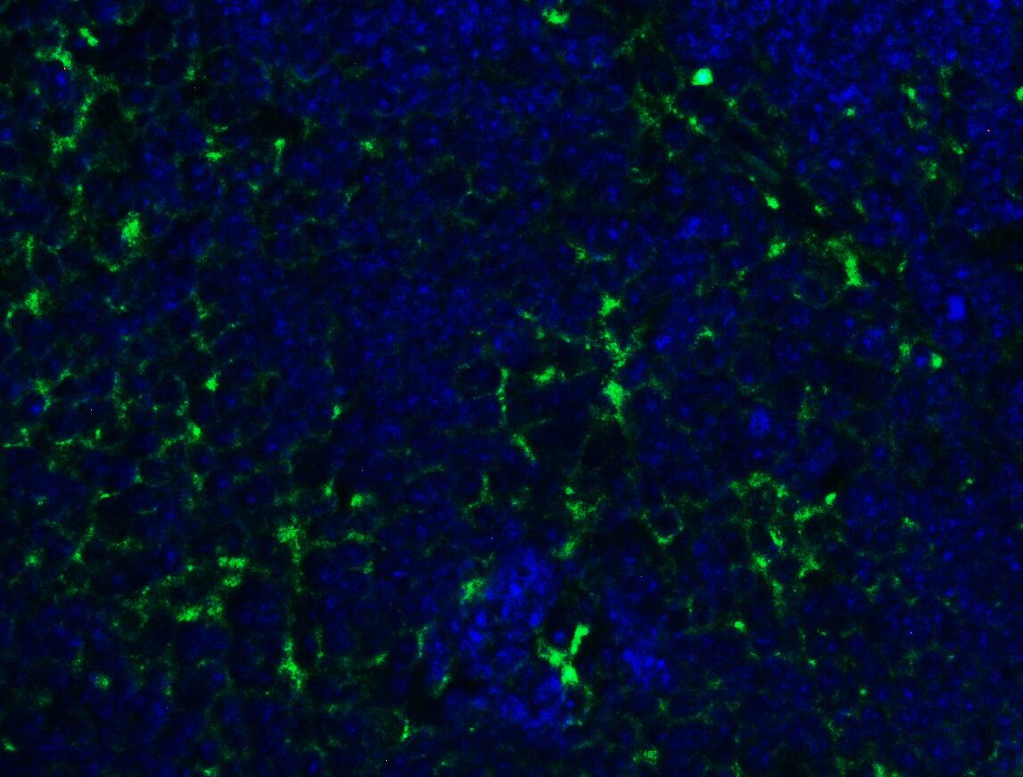 PEX3 Antibody - BSA Free