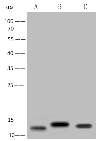 Monkeypox Virus A29L Antibody (0027) - Azide and BSA Free