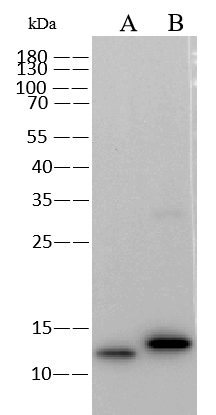 Monkeypox Virus A29L Antibody (0027) Western Blot: Monkeypox Virus A29L Antibody (0027) [NBP3-18270]