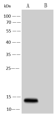 Monkeypox Virus A29L Antibody (0031) - Azide and BSA Free