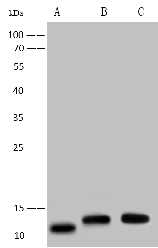 Monkeypox Virus A29L Antibody (0032) - Azide and BSA Free