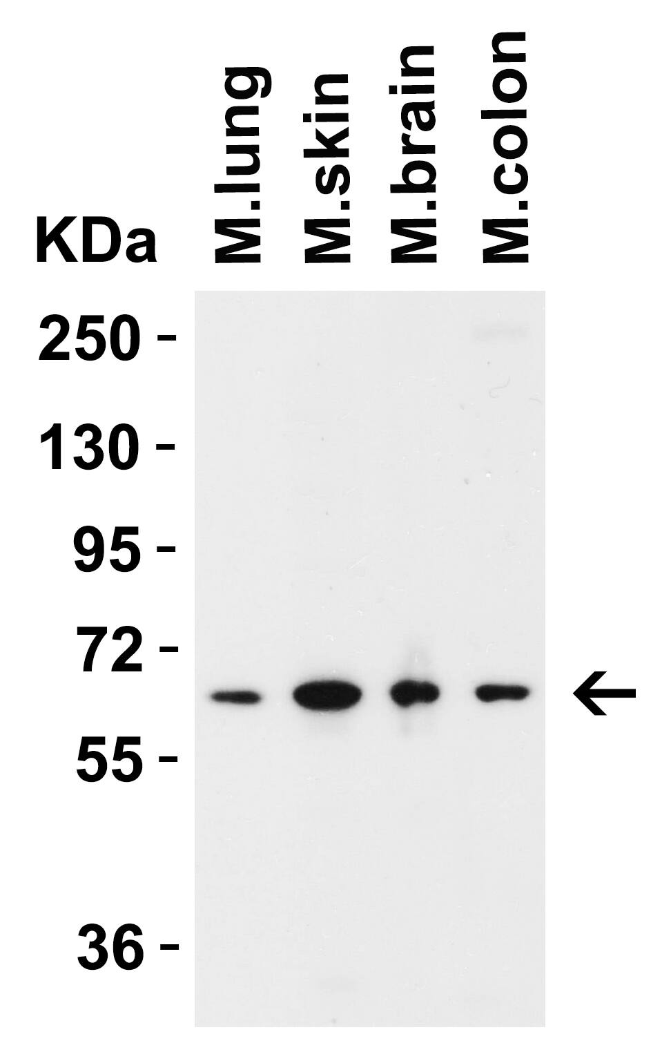 MCPIP1/ZC3H12A Antibody - BSA Free