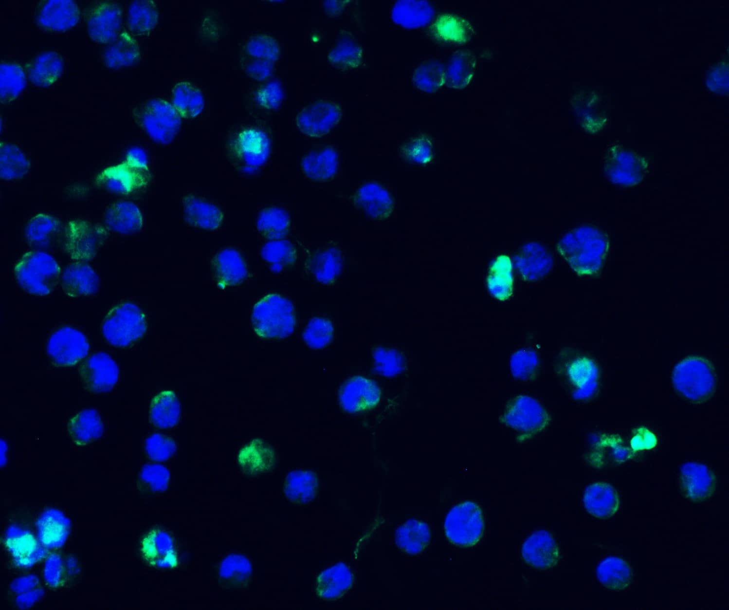 IFI16 Antibody - BSA Free