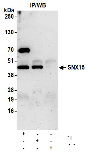 SNX15 Antibody