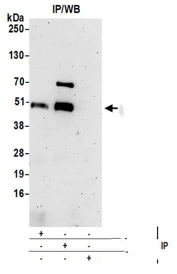 ARMC6 Antibody