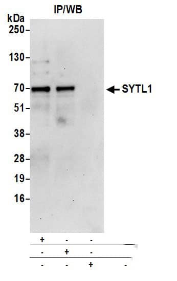 SYTL1 Antibody