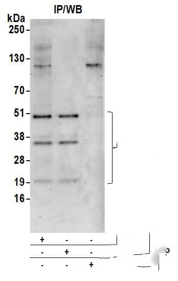 Craniofacial Development Protein 1 Antibody