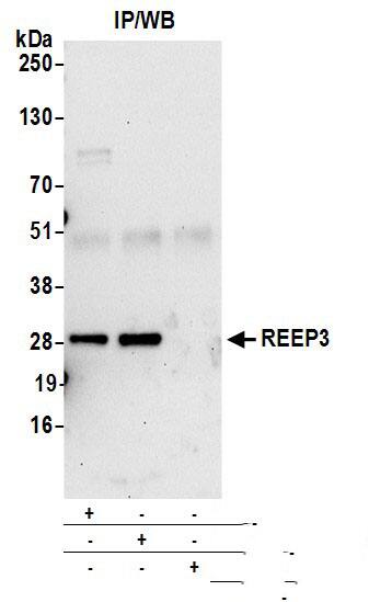 REEP3 Antibody