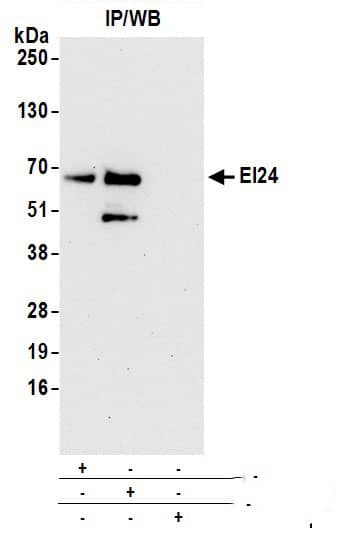 EI24 Antibody