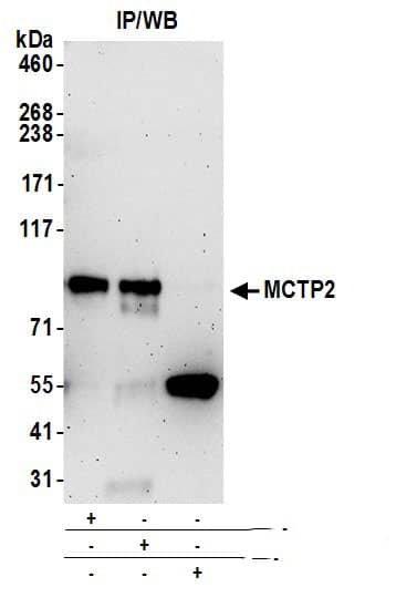 MCTP2 Antibody
