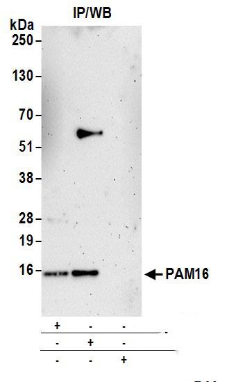 Magmas Antibody