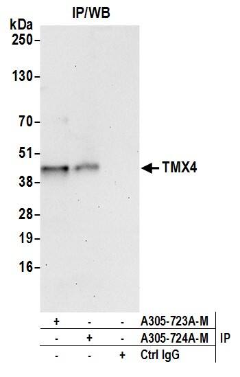 TMX4 Antibody