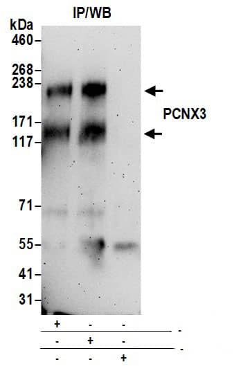 PCNXL3 Antibody