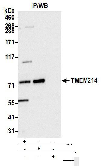 TMEM214 Antibody