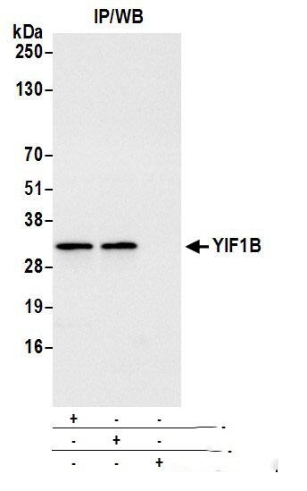 YIF1B Antibody