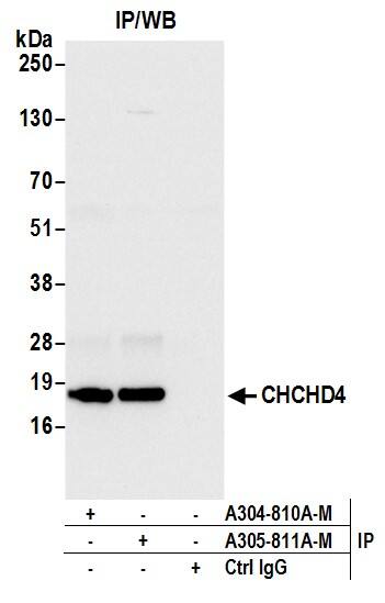 CHCHD4 Antibody