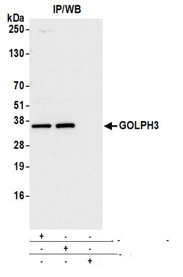 GOLPH3 Antibody