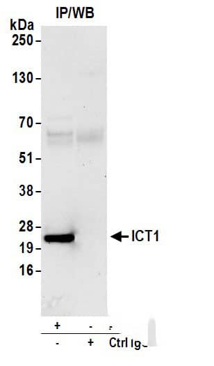 ICT Antibody