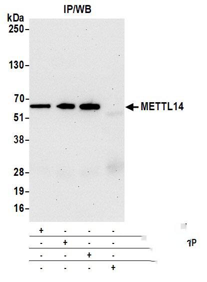 METTL14 Antibody