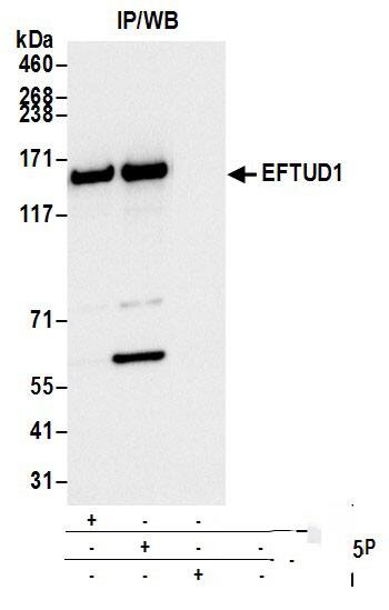 EFTUD1 Antibody