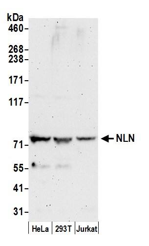 Neurolysin Antibody