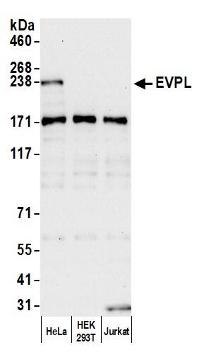 EVPL Antibody