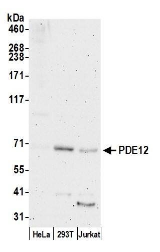 PDE12 Antibody