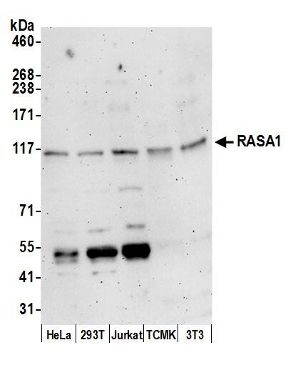 Ras-GAP Antibody