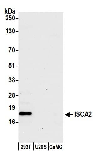 HBLD1 Antibody