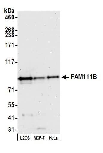 FAM111B Antibody