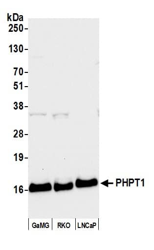 PHPT1 Antibody