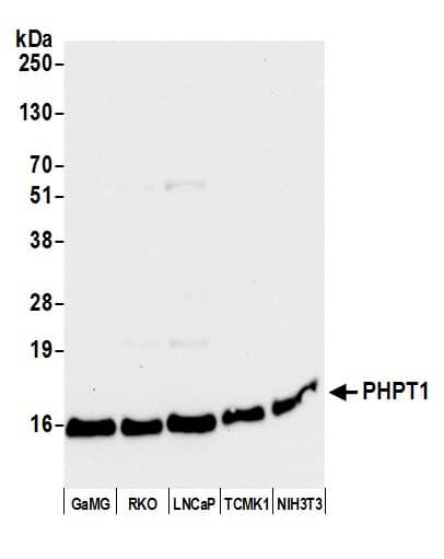 PHPT1 Antibody