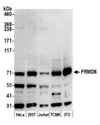 FRMD6 Antibody