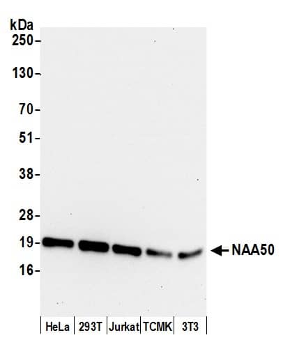 NAT13 Antibody