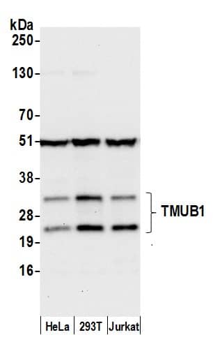 TMUB1 Antibody