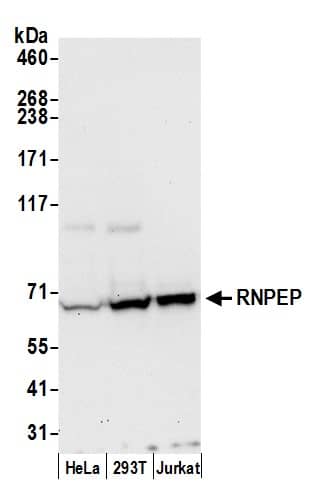 Aminopeptidase B/RNPEP Antibody