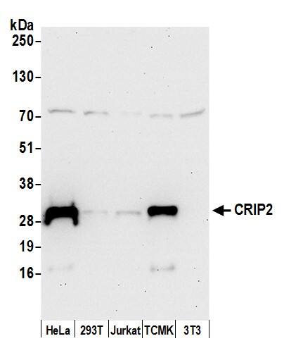 CRIP2 Antibody