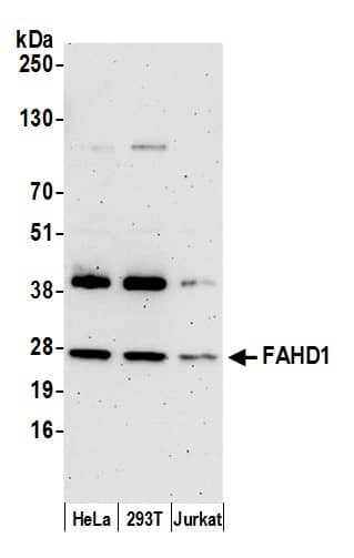 FAHD1 Antibody