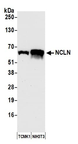 Nicalin Antibody