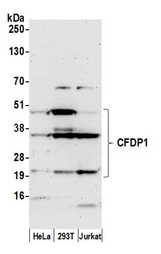 Craniofacial Development Protein 1 Antibody